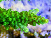 Green Slimer Acropora