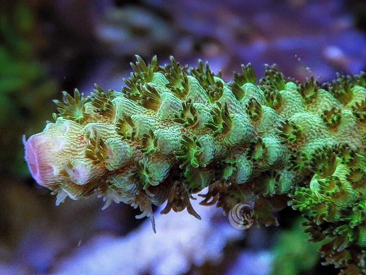 Purple tip Green Acropora