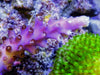 Purple Beast Acropora