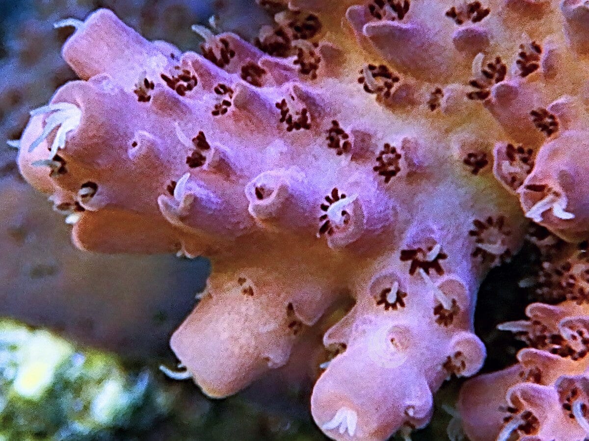 Pink Table Acropora