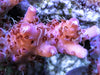 Red Table Acropora