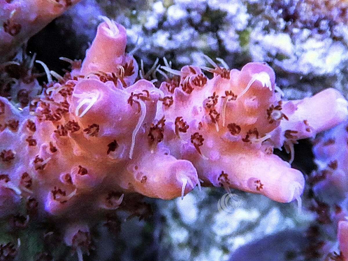 Red Table Acropora