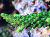 Green Slimer Acropora