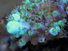 Blue-Green Acropora