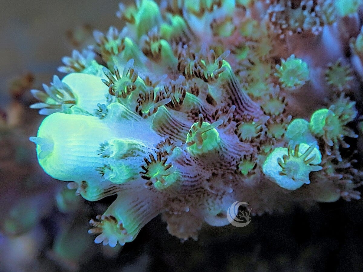 Blue-Green Acropora