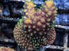 Green Polyp Acropora