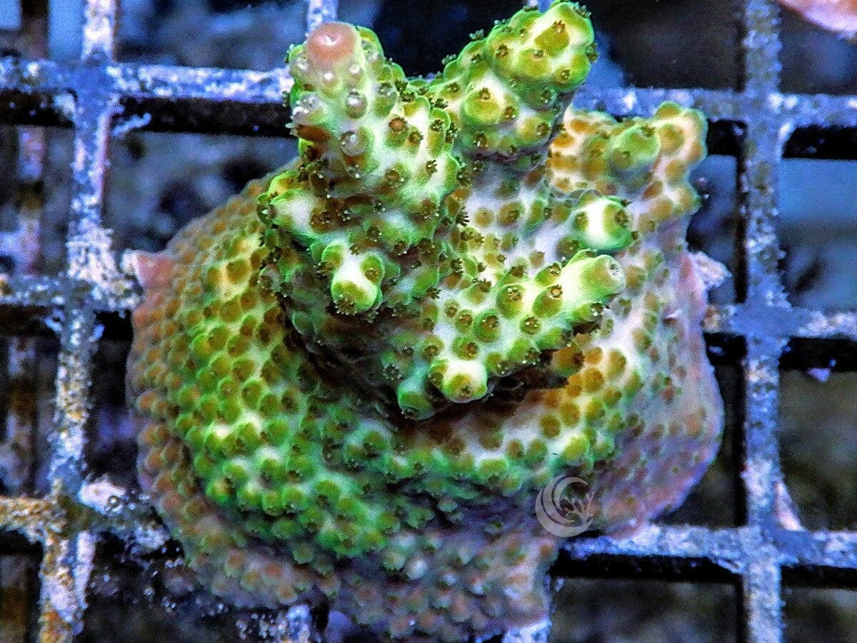 The BLOB Acropora