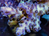 Purple Acropora