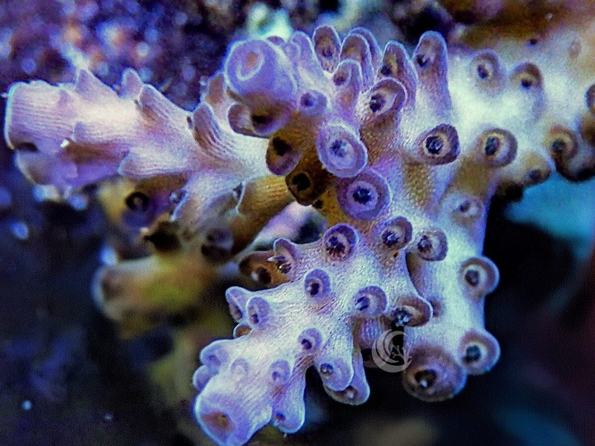 Purple Acropora