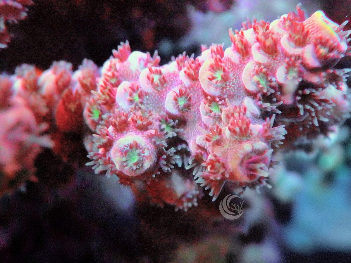 Rose Acropora millepora