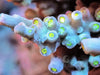 Teal-Green Acropora tenuis