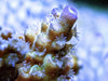 Blue tip Acropora tenuis