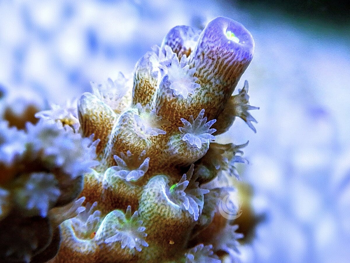 Blue tip Acropora tenuis