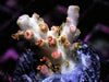 Orange Blossom Acropora