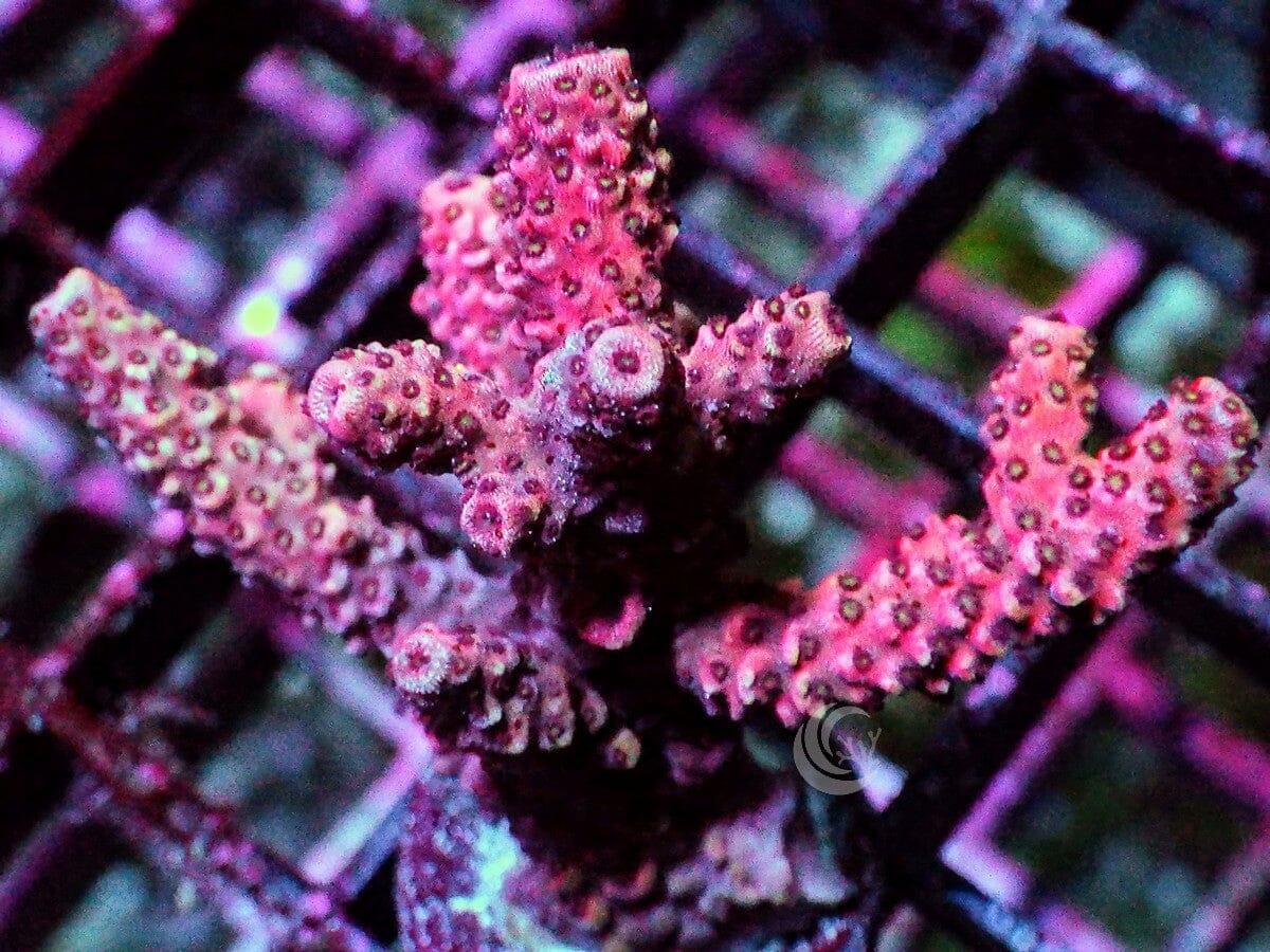 Red Acropora millepora
