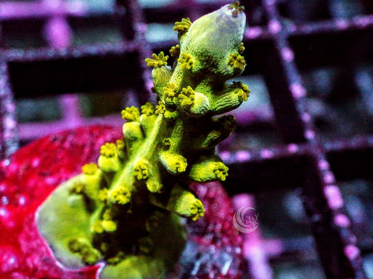 Alien Blood Acropora