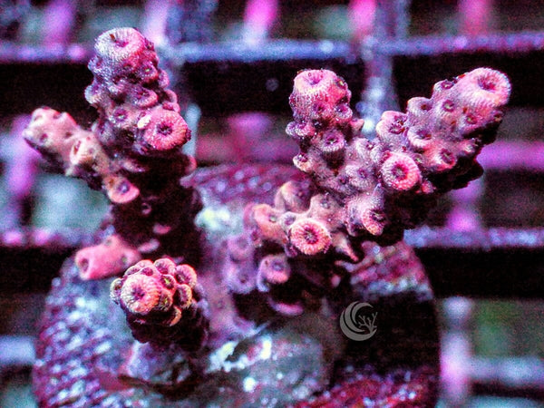 Red millepora Acropora - Pacific East Aquaculture