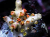 Orange Blossom Acropora