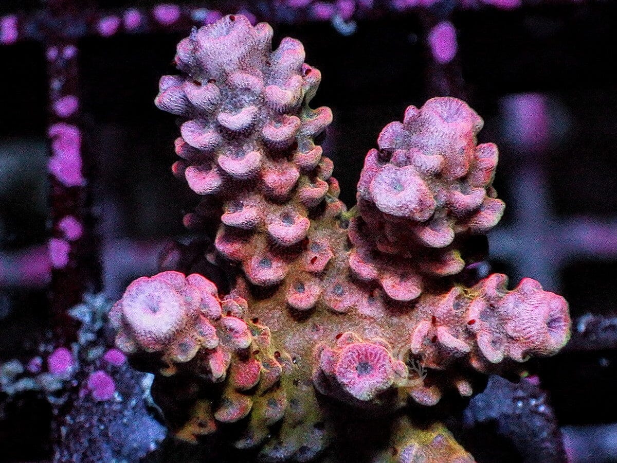Rouge Acropora millepora