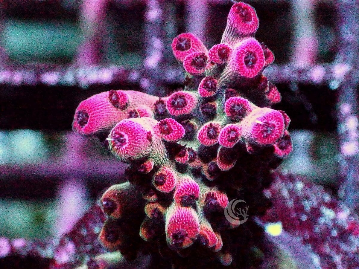 Red Robin Acropora