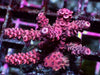 Red millepora