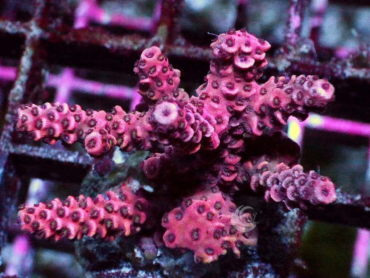 Red millepora