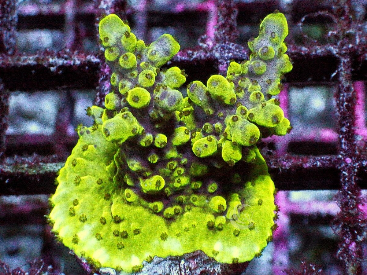 Alien Blood Acropora