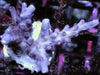 Purple Beast Acropora