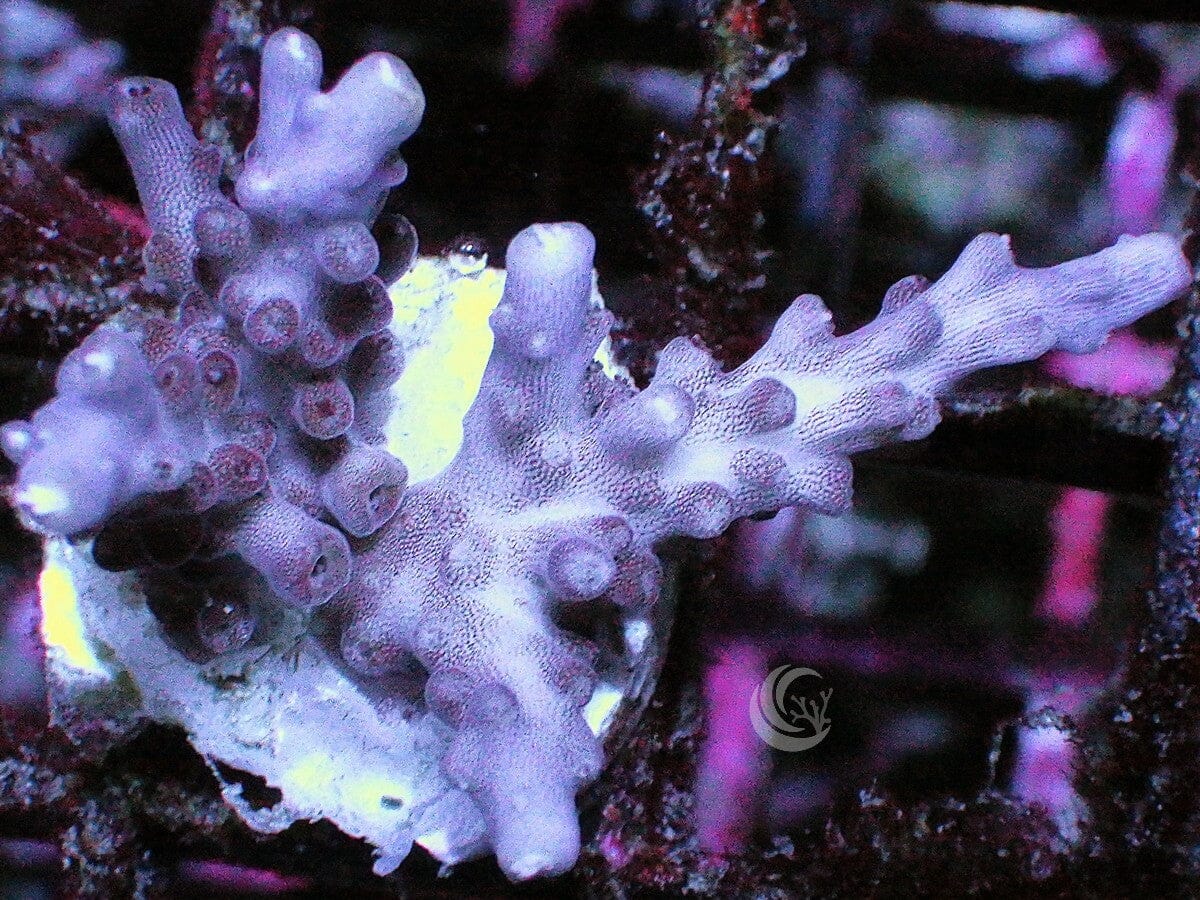 Purple Beast Acropora