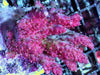 Rainbow Flames Acropora - Chunky