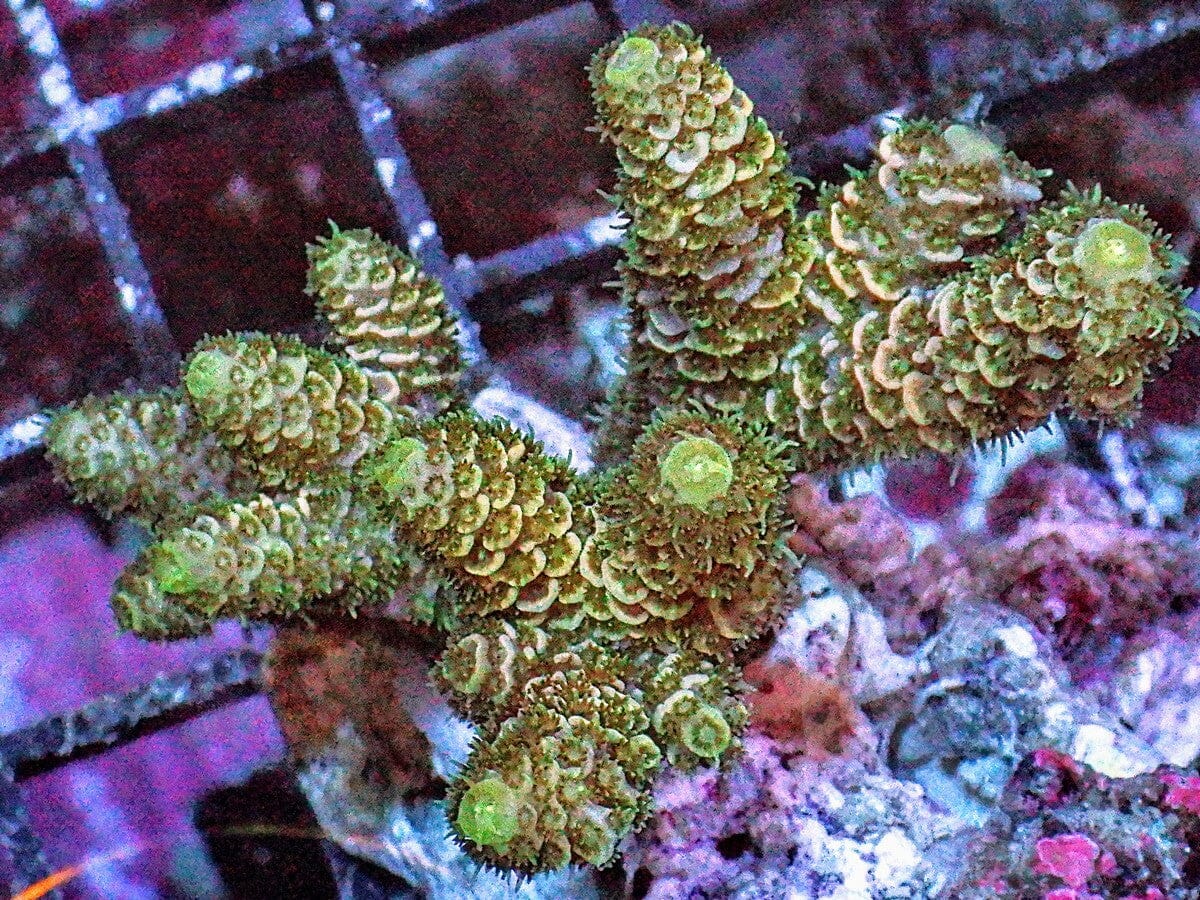 Lemonade Acropora millepora