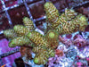 Lemonade Acropora millepora