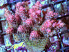 Rose tip Table Acropora