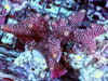 Pink-Red Dragonscale Acropora spathulata