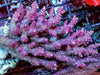 Pink tip Table Acropora