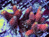 Pink-Red Acropora millepora