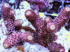 Red Dragonscale Acropora spathulata