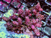 Pink-Red Table Acropora