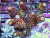 Bronzed Dragonscale Acropora spathulata