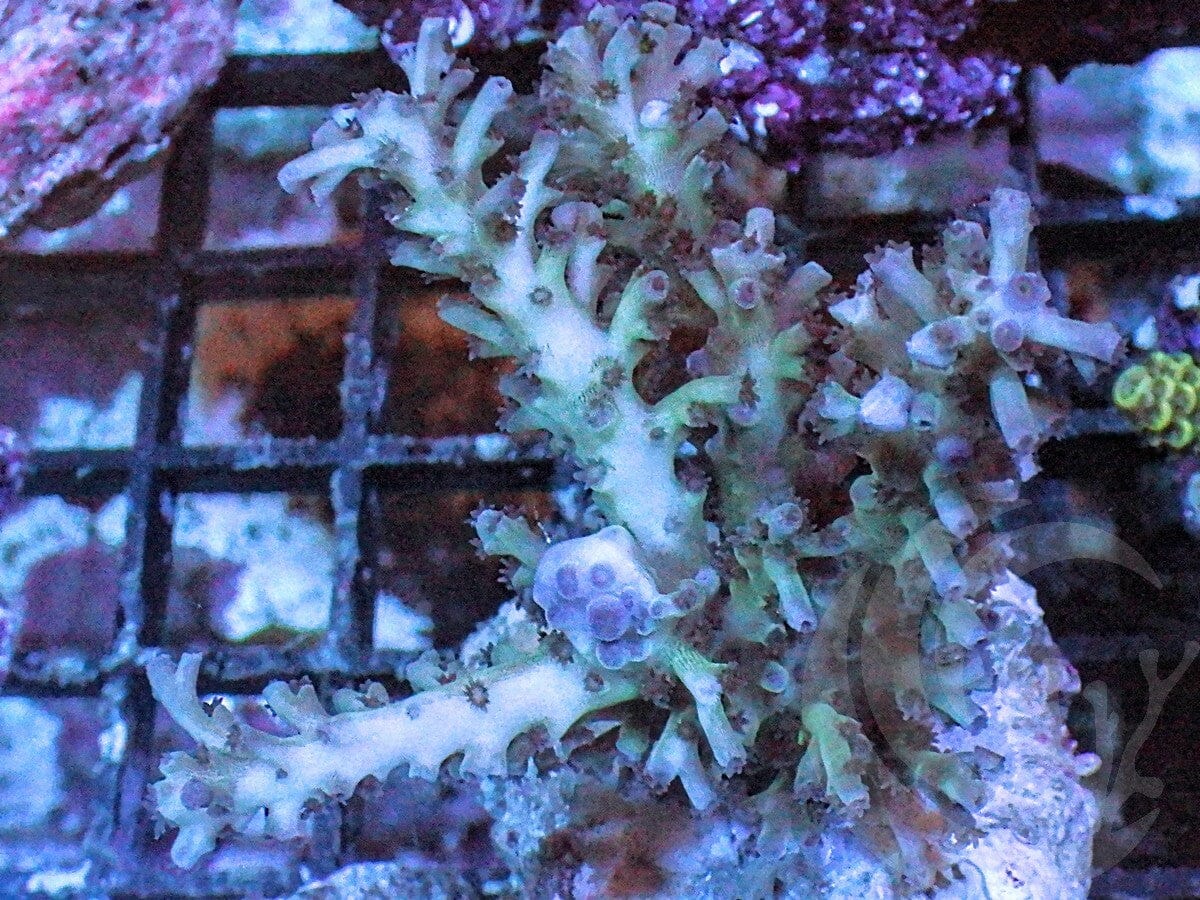 Ice Fire Acropora echinata