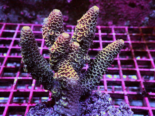 Peach Dragonscale Acropora spathulata  - Chunky