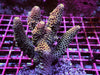 Peach Dragonscale Acropora spathulata  - Chunky