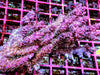 Hairy Pink tip Table Acropora