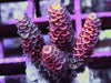 Red Acropora millepora