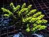 Neon Lime Acropora