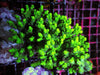 Neon Bottlebrush Acropora Chunky