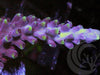 Purple Beast Acropora