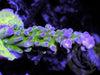 Purple tip Green Myago Acropora tortuosa