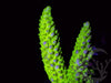 Violet tip Lime Acropora
