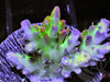Violet tip Lime Acropora